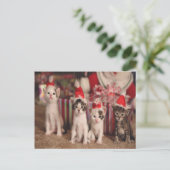 4子猫クリスマスカード シーズンポストカード (スタンド正面)