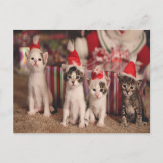 4子猫クリスマスカード シーズンポストカード