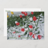 4月のウィスコンシン・チューリップへようこそ ポストカード (正面/裏面)