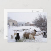 4月の雪の中の羊 ポストカード (正面/裏面)