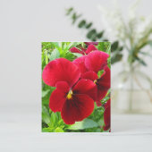 4月はがきパンジー ポストカード (スタンド正面)