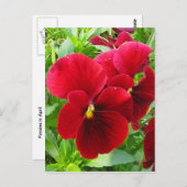 4月はがきパンジー ポストカード (正面/裏面)