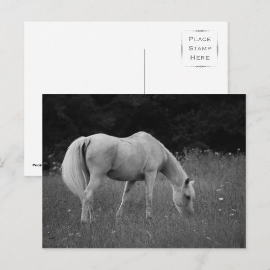 4月アラビア人 ポストカード (正面/裏面)