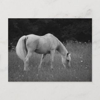 4月アラビア人 ポストカード