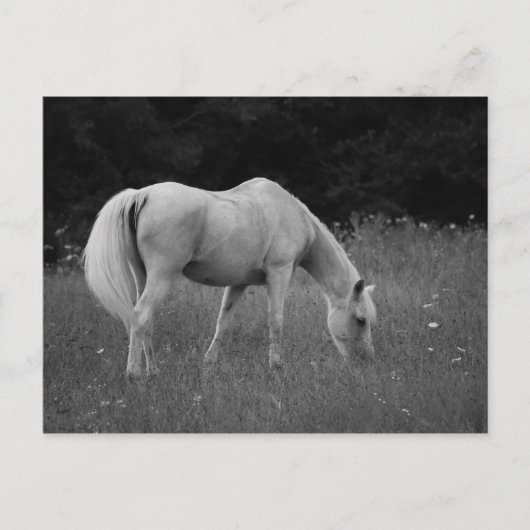 4月アラビア人 ポストカード (正面)