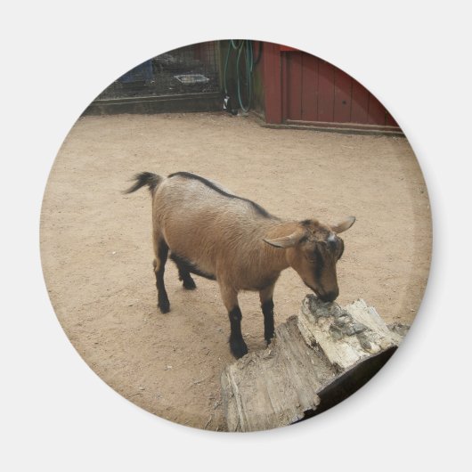 4月3日（11日）磁石 マグネット (正面)