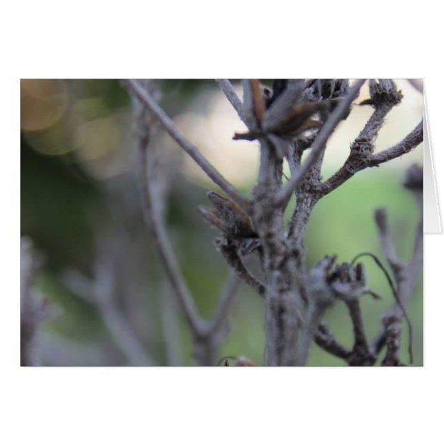 4月30日サマースティック (正面横)