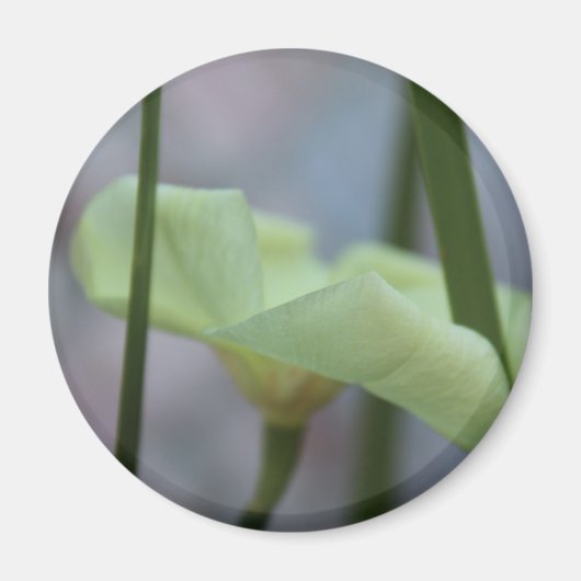 4月30日草花 マグネット (正面)