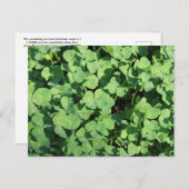 4枚のクローバー葉書 ポストカード (正面/裏面)