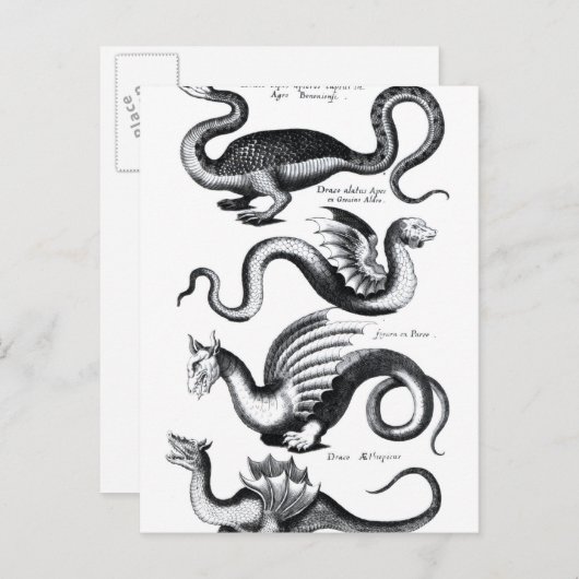 4種類の竜 ポストカード (正面/裏面)