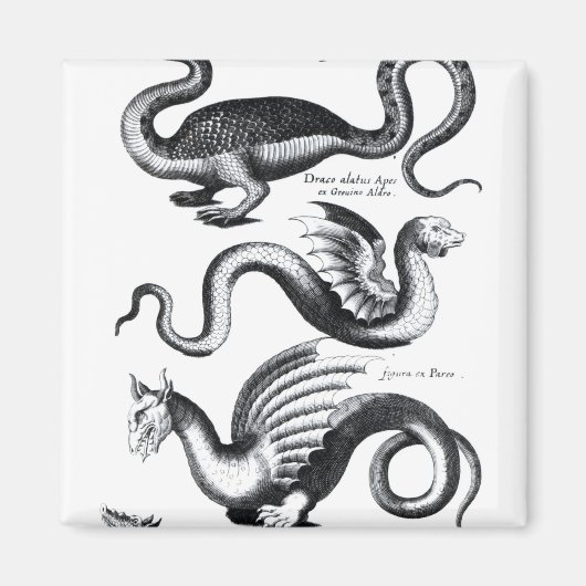 4種類の竜 マグネット (正面)