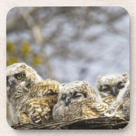 4羽のアメリカワシミミズク(Bubo Virginianus)のひよこ コースター (正面)