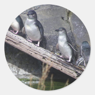 4羽の小さいペンギン ラウンドシール