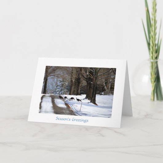 4羽の野生の七面鳥-休日カード シーズンカード (正面)