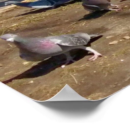 4羽の鳩が一列に踊る ポスター (角)