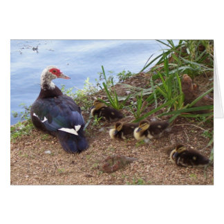 4羽のlilの子ガモ