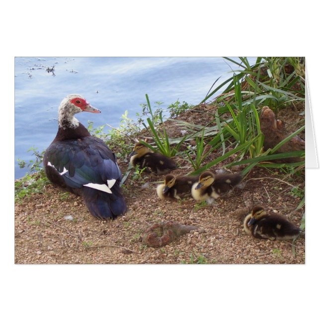 4羽のlilの子ガモ (正面横)