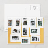 4色の虎 ポストカード (正面/裏面)