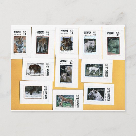 4色の虎 ポストカード (正面)