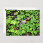 4葉リラックスのクローバーのacornの。セントパトリックデー(St. Patrick's) ポストカード (正面/裏面)