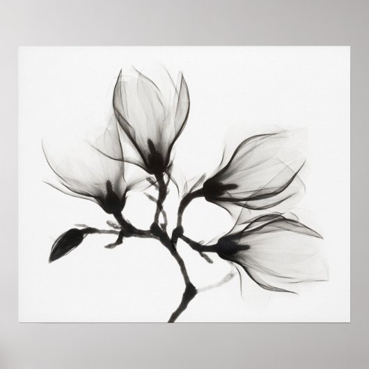 4輪の花をつけたマグノリアの枝（1910-1925年頃） ポスター (正面)