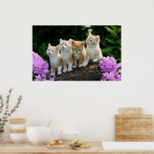 4黄色の子猫 ポスター (キッチン)