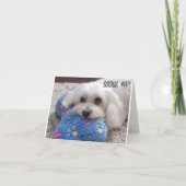 *40歳の誕生日* HA HA (おもしろい犬ユーモア) カード (正面)