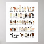 46 breeds of sheep poster ポスター (正面)
