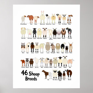 46 breeds of sheep poster ポスター