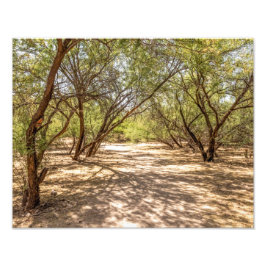 4745 – 砂漠の木陰 フォトプリント           