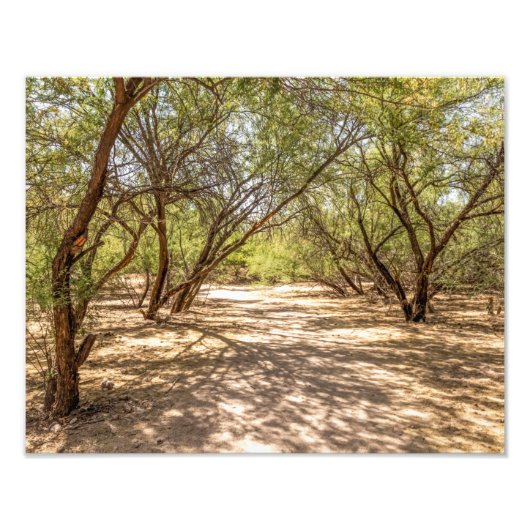 4745 – 砂漠の木陰 フォトプリント            (正面)