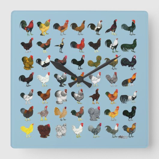 49羽のオンドリ スクエア壁時計 (正面)