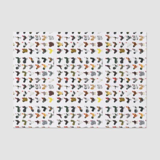 49羽のオンドリ 薄葉紙 (正面)