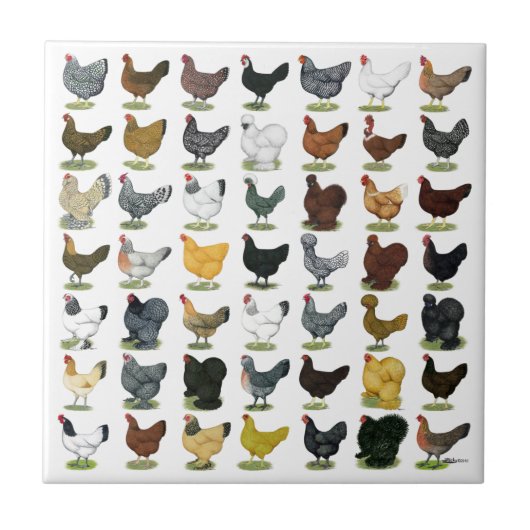 49羽の鶏の雌鶏 タイル (正面)