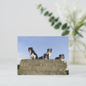 4 縁ど collies.png ポストカード (スタンド正面)