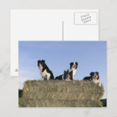 4 縁ど collies.png ポストカード (正面/裏面)