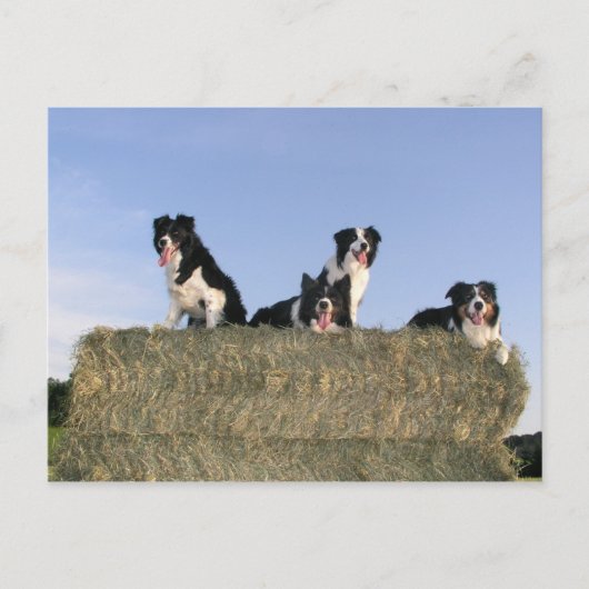 4 縁ど collies.png ポストカード (正面)