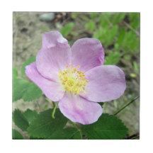 4.25" x 4.25" スクエアタイル ウッズローズ ピンクの花