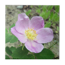 4.25" x 4.25" スクエアタイル ウッズローズ ピンクの花 タイル