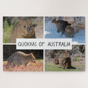 4-in-1 Quokka of Australia Animal, 1014点 ジグソーパズル