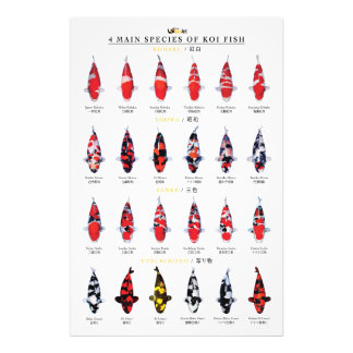 4 main species of koi fish フォトプリント           