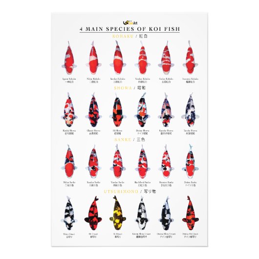 4 main species of koi fish フォトプリント            (正面)