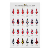4 main species of koi fish ポスター (正面)