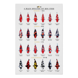 4 main species of koi fish ポスター