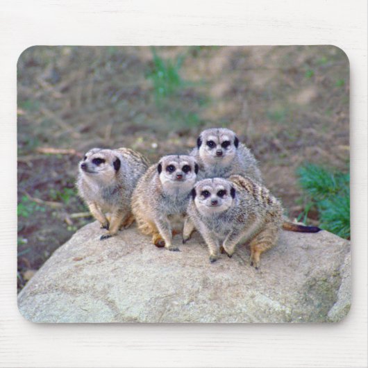4 Meerkatsの凝視のマウスパッド マウスパッド (正面)