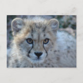 4x6チーズ ポストカード (正面)