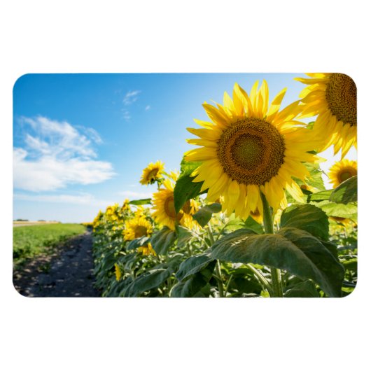 4x6フラットマグネット マグネット (横)