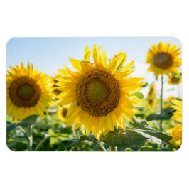 4x6フラットマグネット マグネット