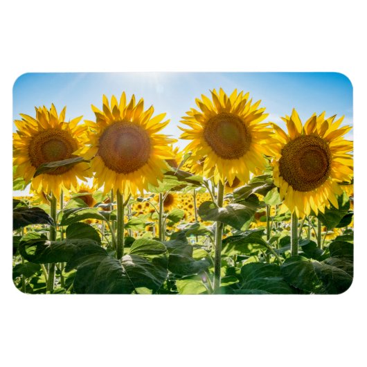 4x6フラットマグネット マグネット (横)