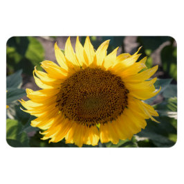 4x6フラットマグネット マグネット